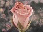 anne geddes